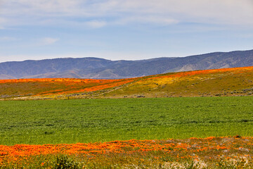 Beautiful colorful field of orange poppies and green plants growing in the mountain foothills of southern California USA