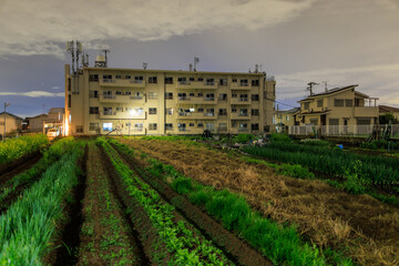 Rows of green vegetables in field on small farm by apartment building at night - 585611145