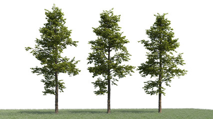 Obraz premium 3d rendering illustration tree isolate on white background 