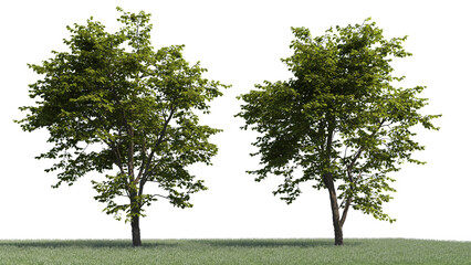 3d rendering illustration tree isolate on white background  © KengVit14
