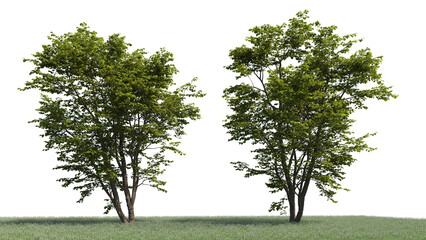 Fototapeta premium 3d rendering illustration tree isolate on white background 