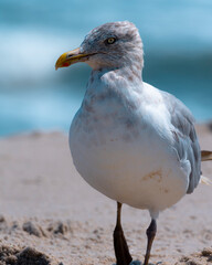 Footprints in the Sand: Seagull Walking on West Coast Beach with Blue Sky Background