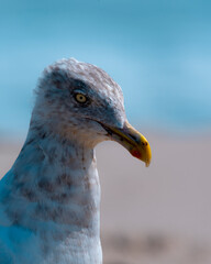 Seagull on Serene West Coast Beach with Blue Sky Background