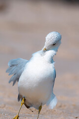 Serene Seagull On Scenic West Coast Beachline, Embodying the Beauty of Coastal Wildlife and Nature