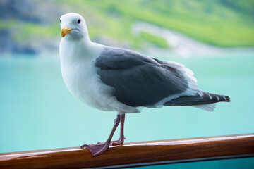 A Seagull standing alone on the ocean waves. An adorable white seagull with gray wings and yellow beak standing against blurred background of nature in daytime