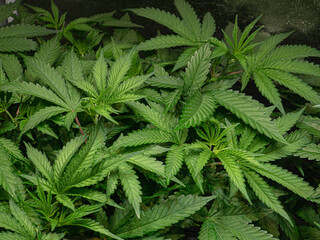 Naklejka na ściany i meble Indoor medical marijuana. Growing organic cannabis plants herb on the farm