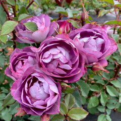 Rosa 'Dusky Moon' (Walsduky).  A floribunda rose bred in Australia.