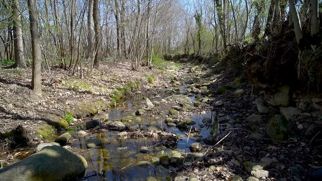 Moving shot of a small river in a forest with lots of trees