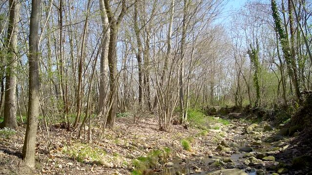 Moving shot of a small river in a forest with lots of trees