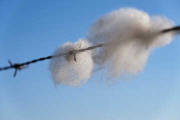 Sheep wool caught in barbed wire. White wool on the wires.