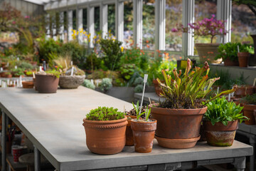 Fototapeta na wymiar flower bed in a greenhouse