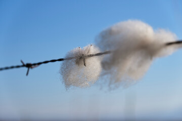 Sheep wool caught in barbed wire. White wool on the wires.