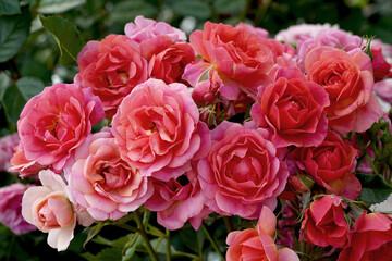 A large cluster of miniature rose blooms. Rosa 'Mandarin' (Korlisuha) bred by Kordes Roses.