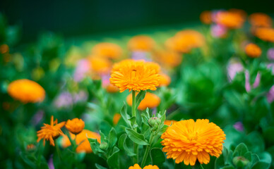 Calendula that blooms in spring
