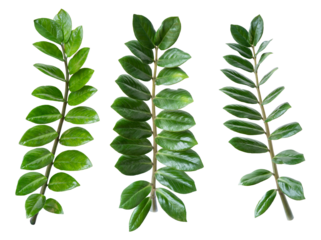 Set of leaves over a transparent background.