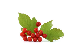 Guelder rose or viburnum opulus berries and leaves