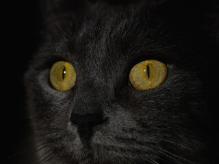 Grey shorthair British cat with bright green eyes. Cat portrait. Green cat eyes on a dark background, close-up. Pet, background, screensaver, cover. Beautiful cat face