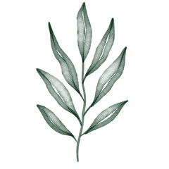 Obraz premium Green watercolor leaf hand painted for greeting card decoration and invitation card.