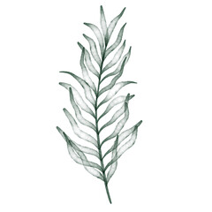 Green watercolor leaf hand painted for greeting card decoration and invitation card.