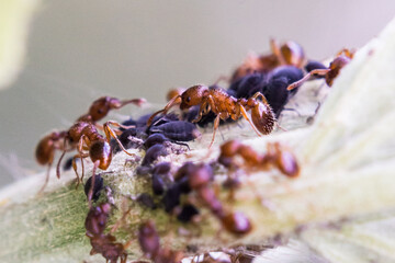Red ant (Myrmica ruginodis) with black aphids