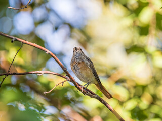 The common redstart, Phoenicurus phoenicurus, young bird, is photographed in close-up sitting on a branch against a blurred background.