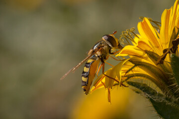 Side view of a marmalade hoverfly (Episyrphus balteatus) on a flower