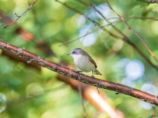 Common chiffchaff, lat. phylloscopus collybita, sitting on branch of bush in spring and looking for food