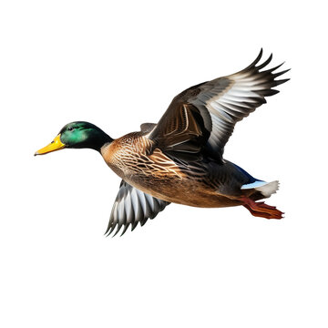 flying wild duck isolated on background