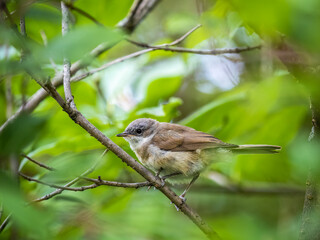 Common chiffchaff, lat. phylloscopus collybita, sitting on branch of bush in spring and looking for food