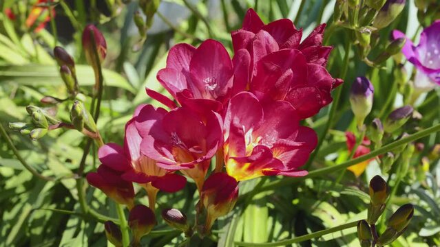 Red flowers of freesia