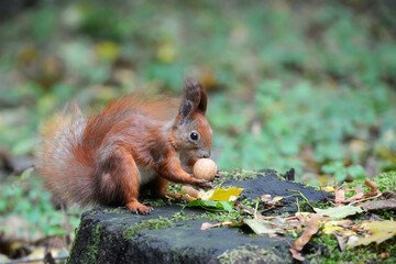 Red squirrel