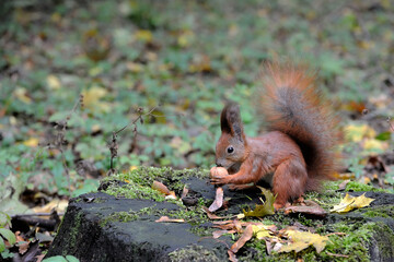 Red squirrel
