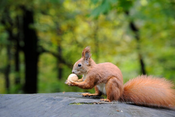 Squirrel with nut