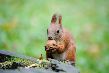 Squirrel with nut