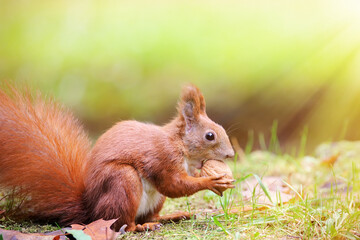 Naklejka na ściany i meble Red squirrel, spring with nuts