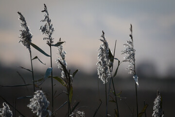 Black and white reed seed heads