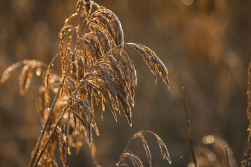 Reed seed heads close up at sunrise