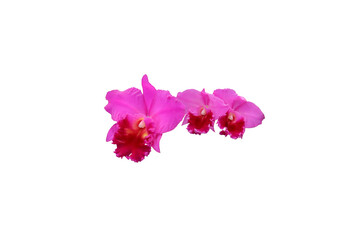 Fototapeta na wymiar Isolated image of beautiful purple Cattleya orchids in Thailand on png file on transparent background.