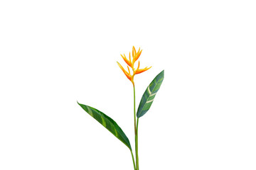 Isolated image of a yellow flowering heliconia plant on a png file on a transparent background.