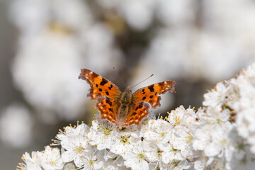 Obraz premium Comma butterfly (Polygonia c-album) feeding on white blossom