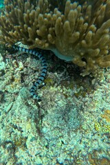 A coral reef in Moalboal, Cebu in the Philippines with a black and white sea snake in focus.
