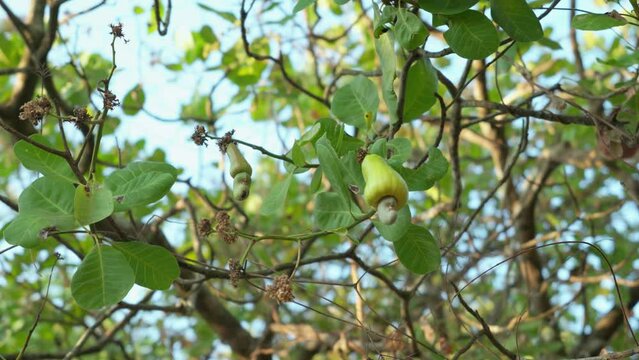 Mature yellow cashew apples with nuts hanging on cashew tree.