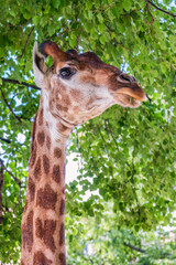 Close-up giraffe head on green leaves background