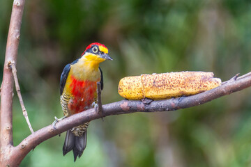 yellow billed woodpeaker