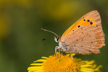 Small copper butterfly (Lycaena phlaeas) on a flower
