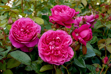  Rosa 'James L Austin' (Auspike).  A deep pink English shrub rose. Named for the son of David Austin Senior and brother of David Austin Junior.