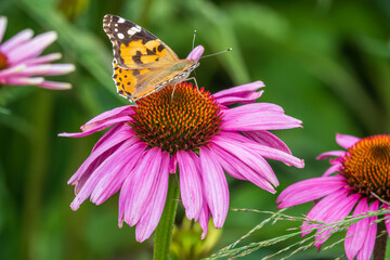 Beautiful butterfly painted lady or Vanessa cardui sitting on purple Echinacea flower in the summer. Close up. Macro.