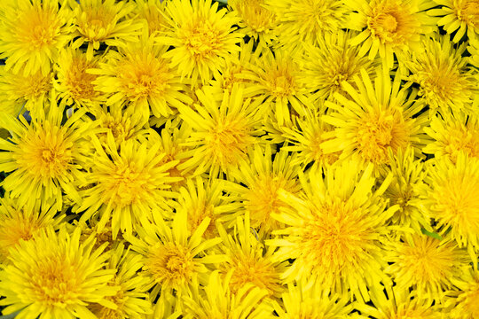 Flat lay of many yellow dandelion flowers from above. Top view, background.