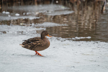 Duck (Anus platyrhynchos) sitting on ice