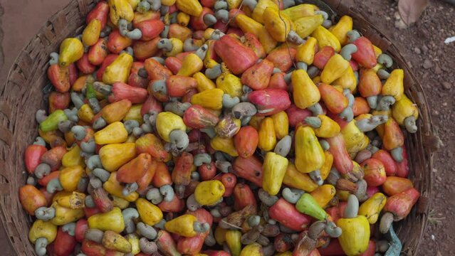Top view of freshly harvested cashew apples in a bamboo basket